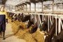 BMW će proizvoditi struju iz kravljeg izmeta