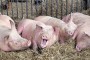 Srbija formirala štab za suzbijanje afričke svinjske kuge
