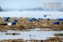 Evropske reke drastično zagađene pesticidima