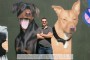 Na srpskim psima pseća mafija u Nemačkoj zarađuje milijarde