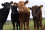 Nemačka goveda na farmi u Slankamenu
