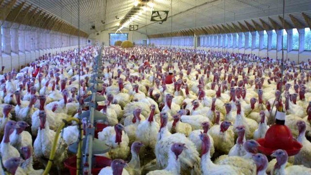 Ptičiji grip stopirao izvoz nemačke živine u Rusiju