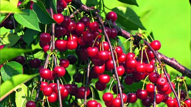 Višnja „oblačinka" štiti geografsko poreklo