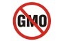 Srbija pod pritiskom da gaji GMO soju!