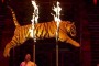 Zabrana za divlje životinje u nemačkim cirkusima?