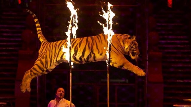 made-in-germany-rs-cirkus-tigar