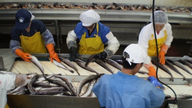 „PTC“ počeo sa preradom ribe u Smederevu