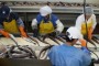 Nemački proizvođač ribe seli posao u Smederevo