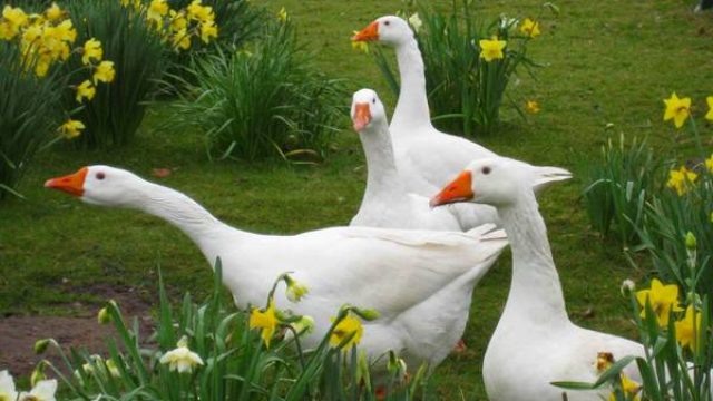 Nemačka ubija guske zbog ptičjeg gripa