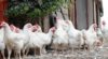 Ptičiji grip ugrozio proizvodnju jaja u Nemačkoj