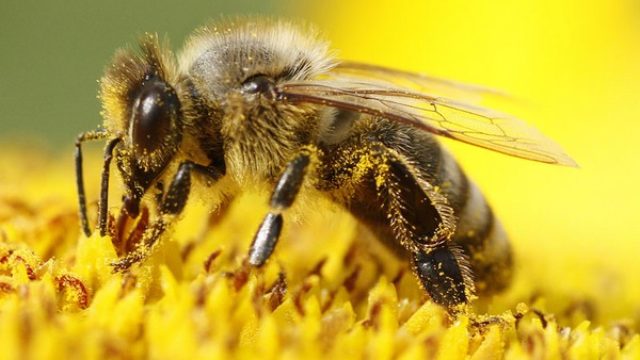 U Leskovcu otvorena najveća fabrika suplemenata za pčele
