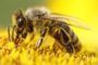 U Leskovcu otvorena najveća fabrika suplemenata za pčele