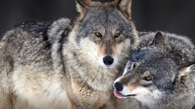 Nemačka kreće u hajku na vukove