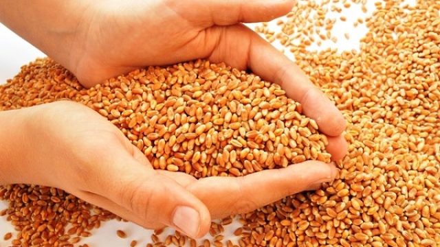 Dogovorene kvote za izvoz pšenice, kukuruza, ulja i brašna