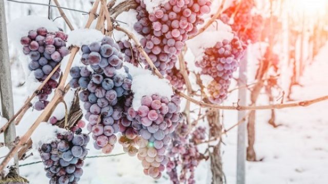 U Nemačkoj ove godine neće biti "ledenog vina"