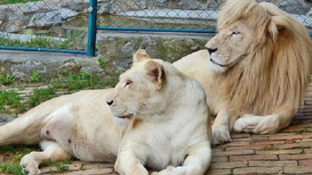 Nemački zoo vrt planira da jedne životinje hrani drugima