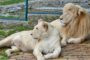 Nemački zoo vrt planira da jedne životinje hrani drugima