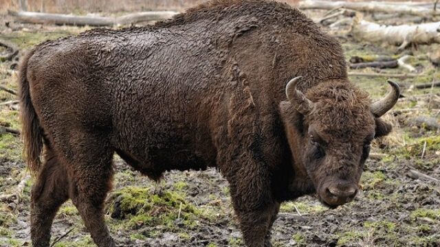 Na Frušku goru stiglo pet evropskih bizona