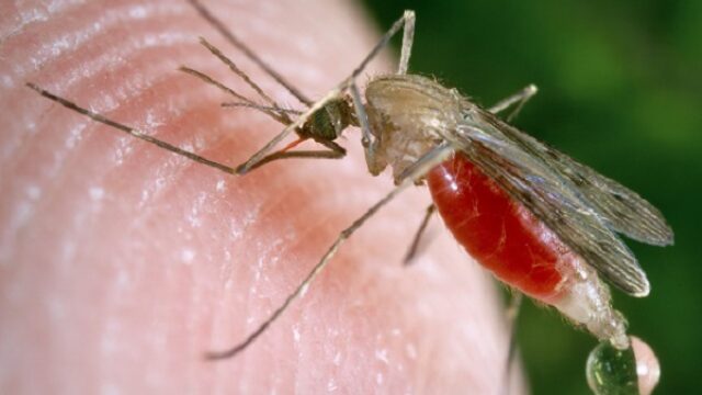 Bajontek počeo da ispituje na ljudima vakcinu protiv malarije