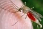 Bajontek počeo da ispituje na ljudima vakcinu protiv malarije