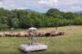Srpski robot pastir spreman da preuzme pašnjake