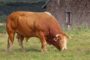 Nemački priplodni bikovi stigli u Srbiju